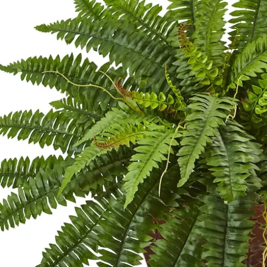 23" Boston Fern In Metallic Planter {3}