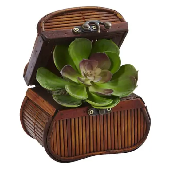 6" Echeveria in Chest Set, 3ct. {4}