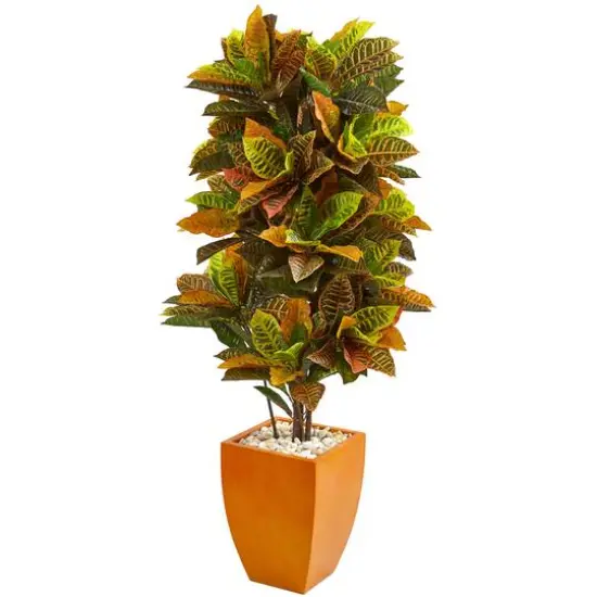 5.5ft. Croton Plant in Orange Planter {1}