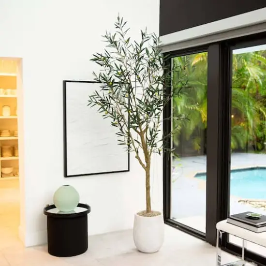 7ft. Potted Greco Olive Tree {3}