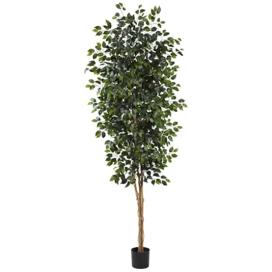 8ft. Potted Ficus Tree {1}