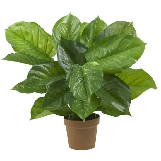 2.25ft. Potted Large Leaf Philodendron Plant {1}
