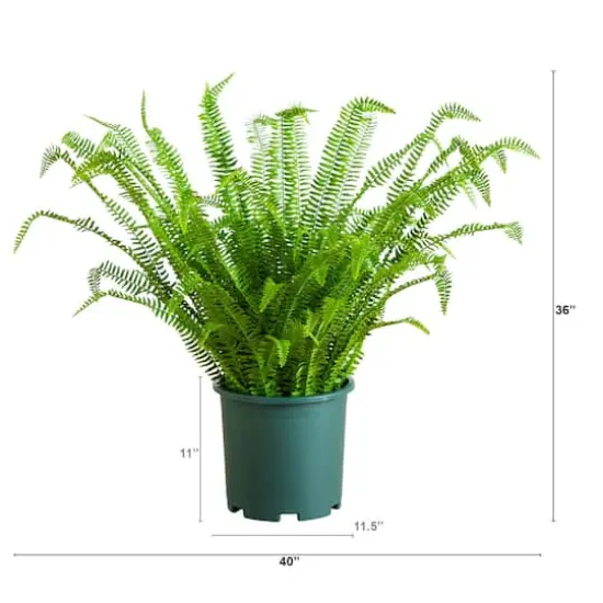 3ft. UV Resistant Artificial Boston Fern Plant with Real Touch Leaves (Indoor/Outdoor) {3}