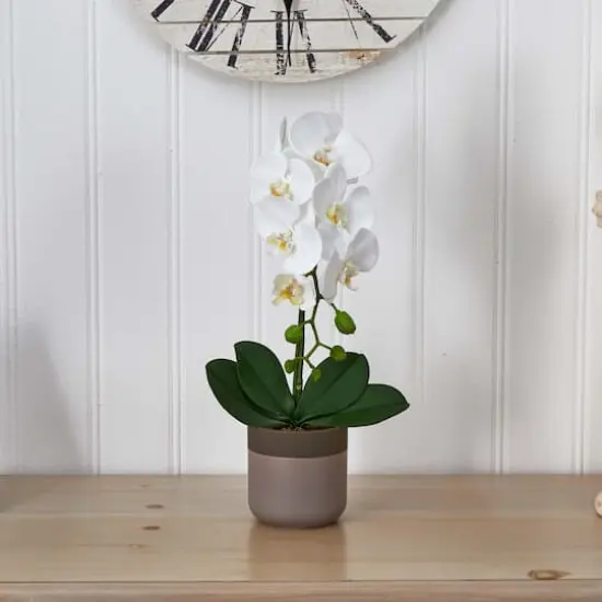 19" White Orchid in Ceramic Pot {6}