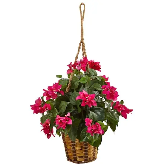 23" Bougainvillea in Hanging Basket {1}