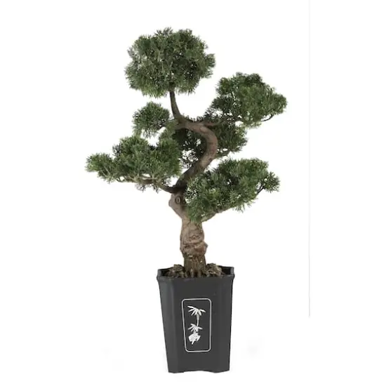3ft. Potted Cedar Bonsai Plant {1}