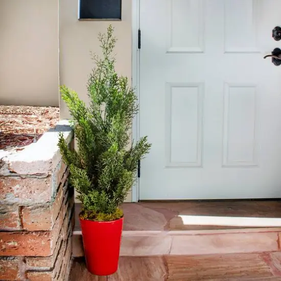 2ft. Mini Cedar Pine Tree in Red Cylinder Planter {4}