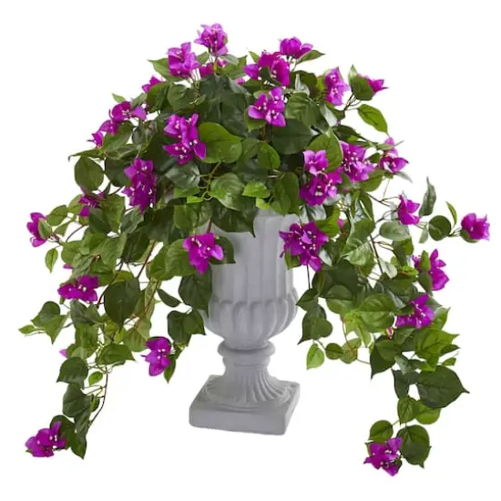 2ft. Purple Bougainvillea in Decorative Urn {1}