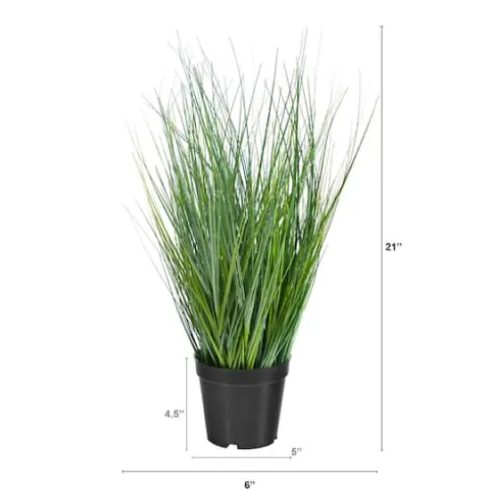 21" Potted Onion Grass Plant {3}
