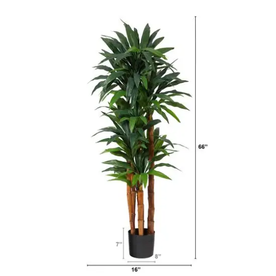 5.5ft. Potted Dragon Tree with Natural Cane Trunk {3}
