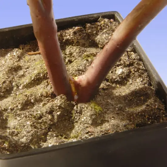 15" Fuchsia Peony Flower {5}