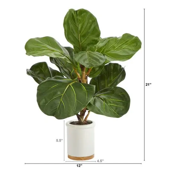 21" Fiddle Leaf Tree in White Ceramic Planter {3}