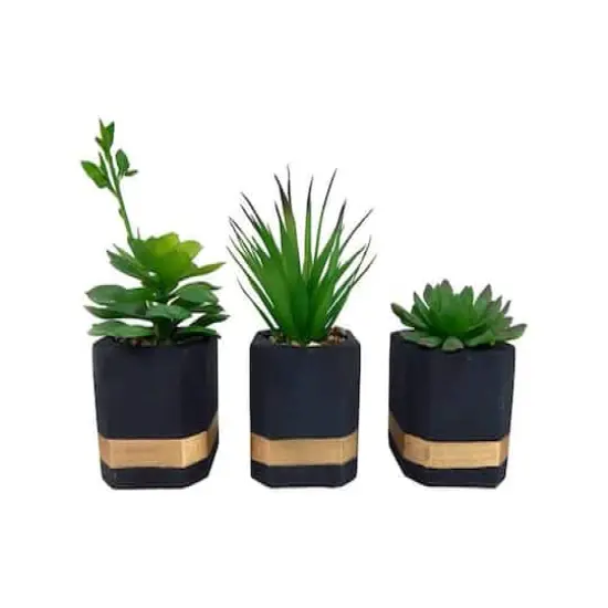 Succulents in Modern Painted Cement Pot Set {1}