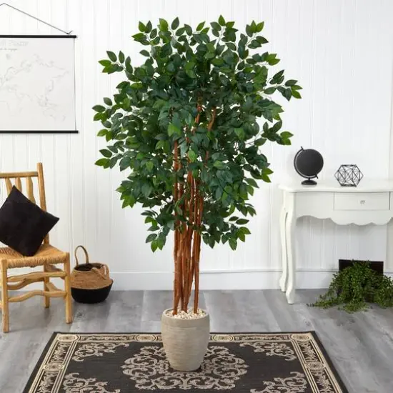 5.5ft. Sakaki Flowering Evergreen Tree in Sand Colored Planter {4}