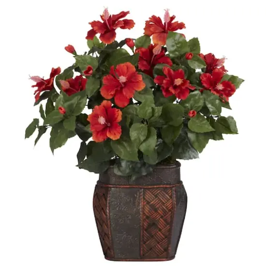 24" Hibiscus Plant in Decorative Planter {1}