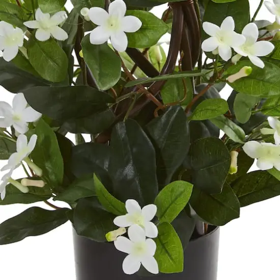 24&rdquo; Potted White Stephanotis Climbing Plant  {4}