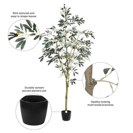 6ft. Potted Olive Tree {9}