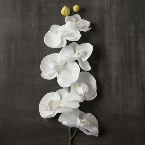 Phaleanopsis Orchid by Ashland&reg; {3}