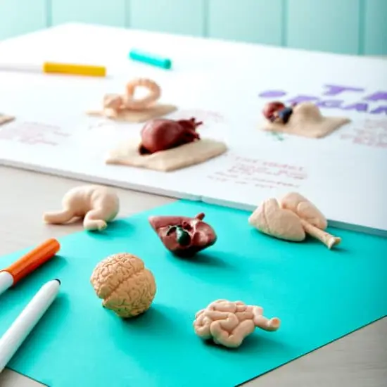 Safari Ltd&reg; Toob&reg; Human Organs {3}