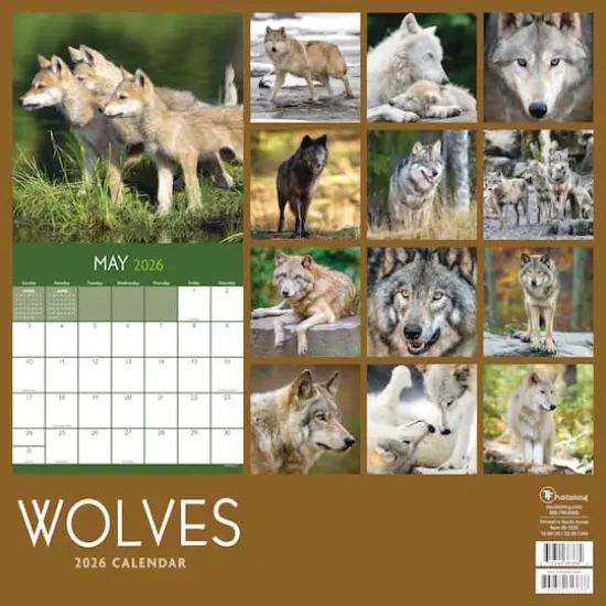 2026 Wolves Wall Calendar {6}