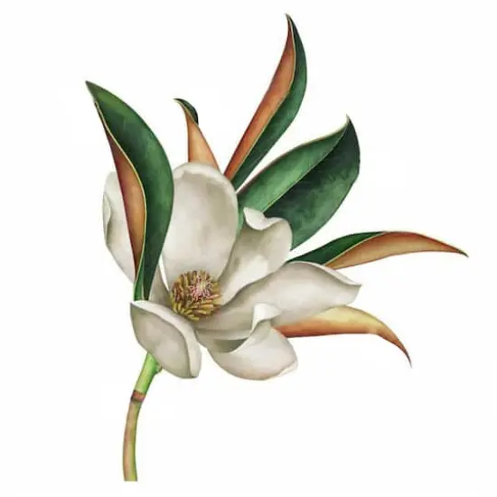 RoomMates Vintage Magnolia Peel & Stick Giant Wall Decals {1}