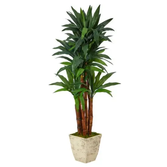 5ft. Dracaena Tree in Country White Planter {1}