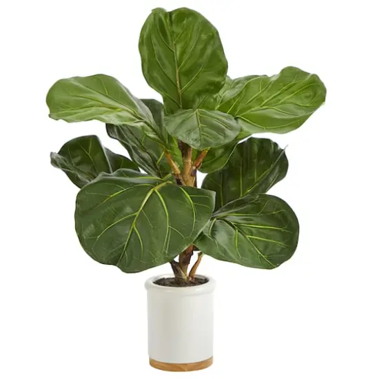 21" Fiddle Leaf Tree in White Ceramic Planter {1}