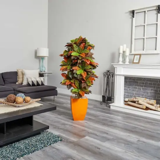 5.5ft. Croton Plant in Orange Planter {4}
