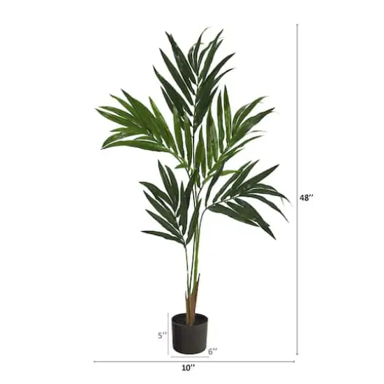 4ft. Potted Kentia Palm Tree {3}