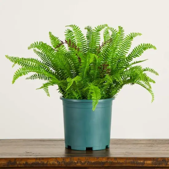 23in. UV Resistant Artificial Boston Fern Plant with Real Touch Leaves (Indoor/Outdoor) {5}