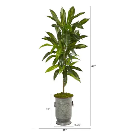 4ft. Dracaena in Vintage Metal Planter {3}