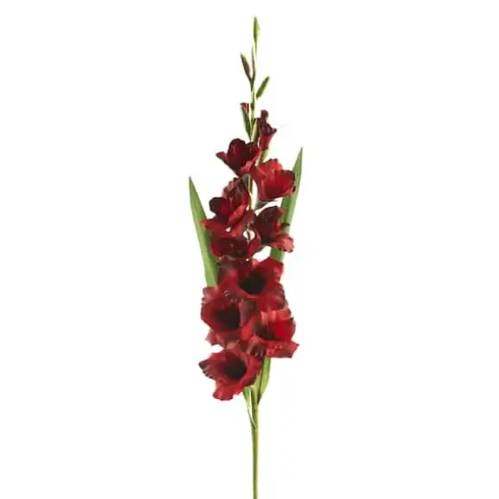 Gladiolus Stem by Ashland&reg; Dark Red {1}