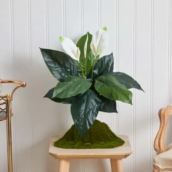 White Peace Lily Plant, 3ct. {3}