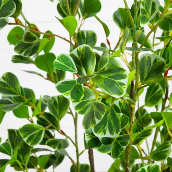 5ft. Artificial Heart Shaped Ficus Leaf Tree {4}