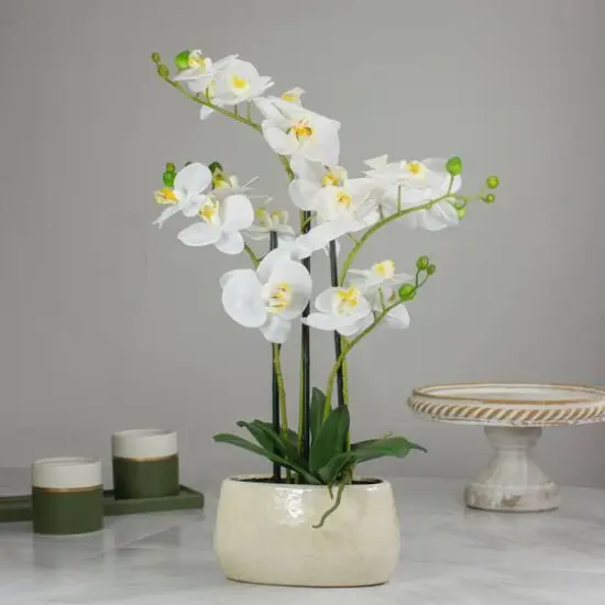 22" White Orchid Plant in White Oval Pot {3}