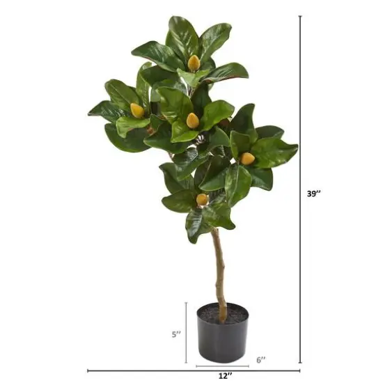 3ft. Potted Magnolia Tree {3}