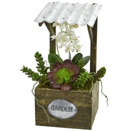 14" Green Moth Orchid & Succulent in Garden Arrangement {1}