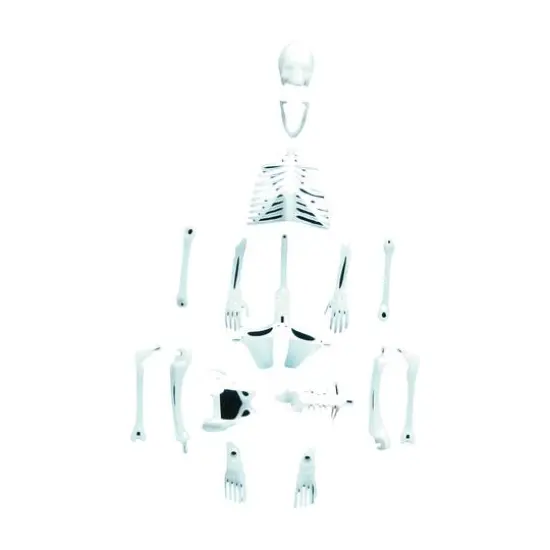 Glowing Human Skeleton {1}
