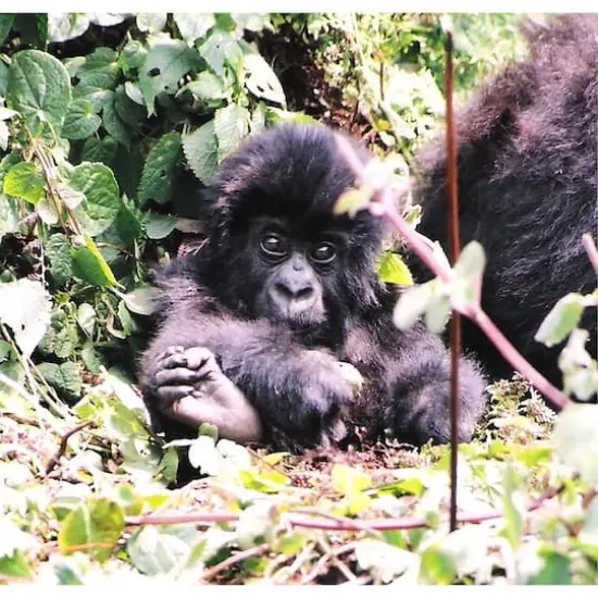 Sparkly Selections Baby Gorilla in Volcanoes 40cm x 50cm Diamond Painting Kit, Round Diamonds {1}