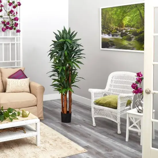 5.5ft. Potted Dragon Tree with Natural Cane Trunk {5}