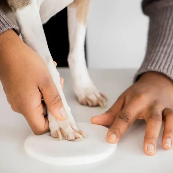 Pearhead Pawprint Keepsake {7}