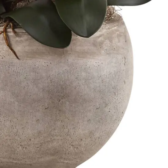 3ft. Moth Orchid Arrangement in Sand Colored Bowl White {5}