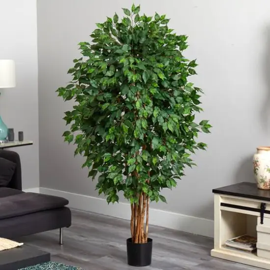 5.5ft. Potted Ficus Tree {7}
