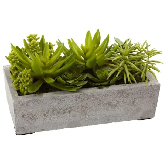 13" Succulent Garden with Concrete Planter  {4}
