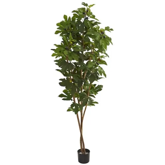 6.5ft. Potted Fig Tree {1}
