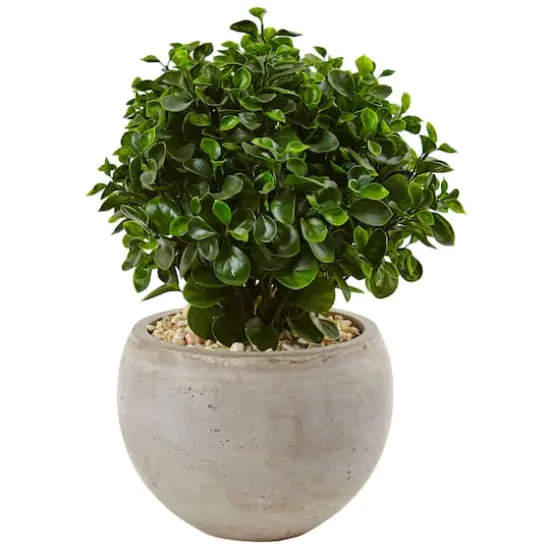 2ft. Eucalyptus Plant in Sand Colored Bowl {1}