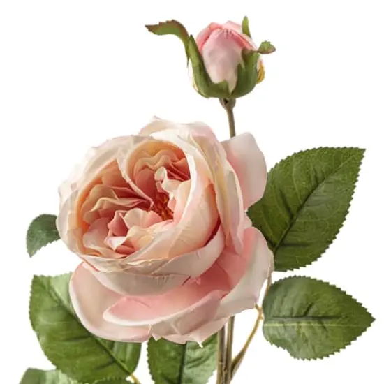 Light Pink English Rose Stem by Ashland&reg; {3}