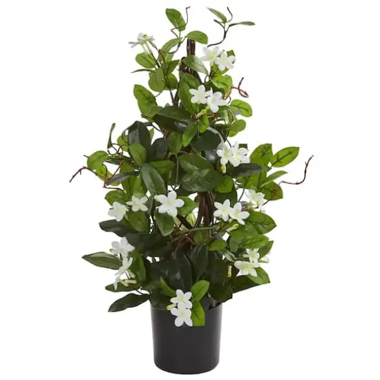 24&rdquo; Potted White Stephanotis Climbing Plant  {1}
