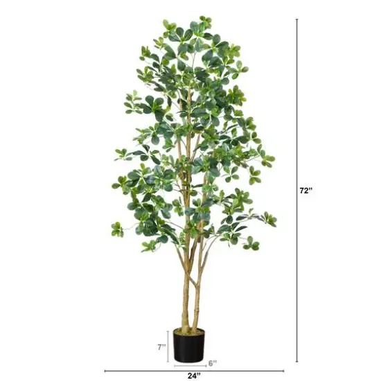 6ft. Potted Black Olive Tree {6}