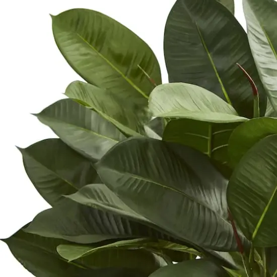 23" Potted Oak Ficus {3}